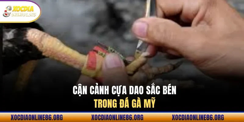 can canh cua dao sac ben trong da ga my Cận cảnh cựa dao sắc bén trong đá gà Mỹ