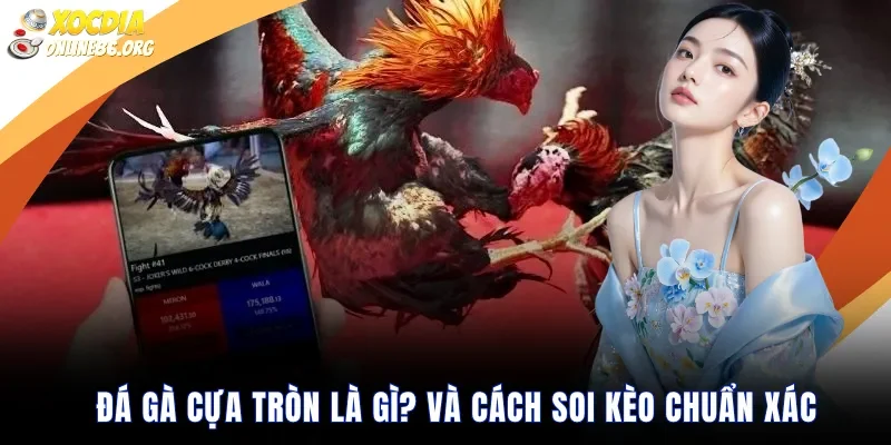 da ga cua tron la gi va cach soi keo chuan Đá gà cựa tròn là gì? và cách soi kèo chuẩn xác
