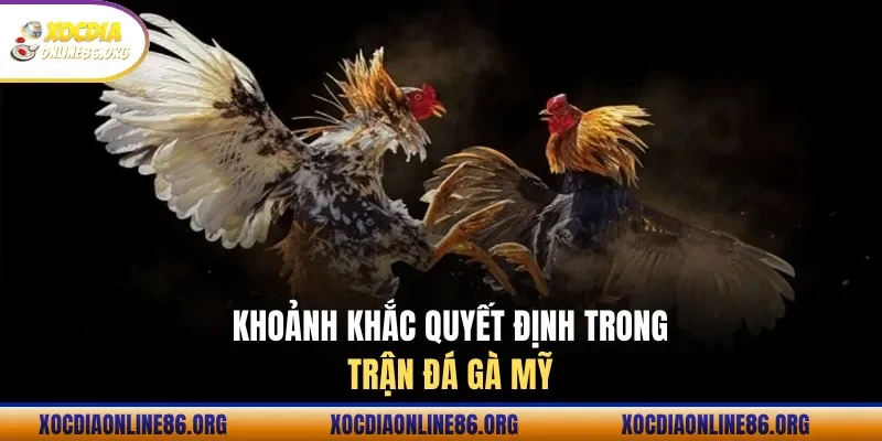 hai chien ke doi dau trong tran da ga cua dao Hai chiến kê đối đầu trong trận đá gà cựa dao