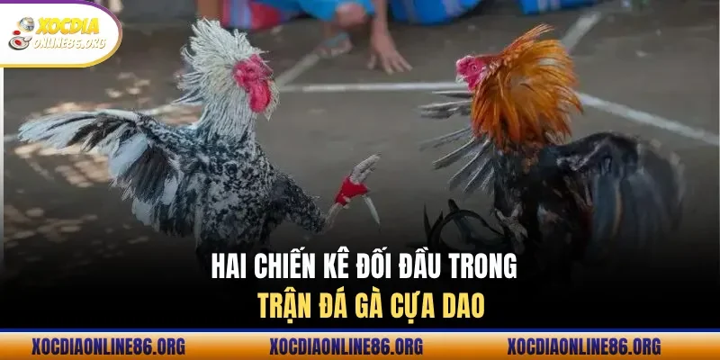 khoanh khac quyet dinh trong tran da ga my Khoảnh khắc quyết định trong trận đá gà Mỹ